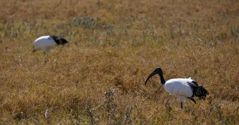 Ibis Stock Footage 60381746