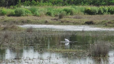 Ibis 動画素材 77410351