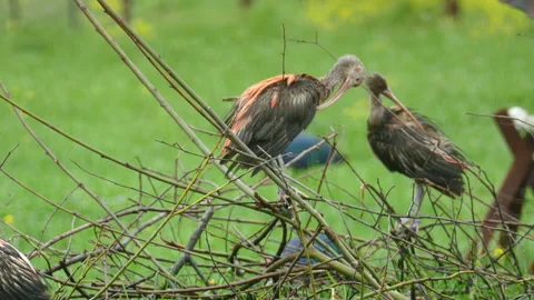 Ibis. Video stock 113348710