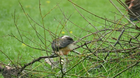 Ibis Video stock 113348863