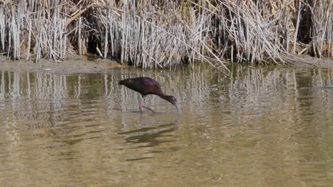 Ibis Stock Footage 116025719