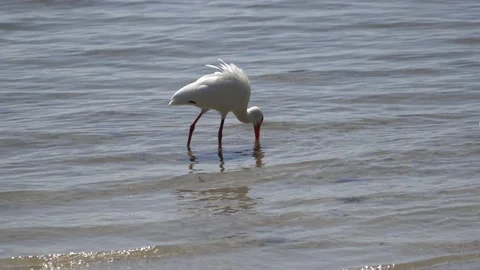 Ibis Stock Footage 170723684