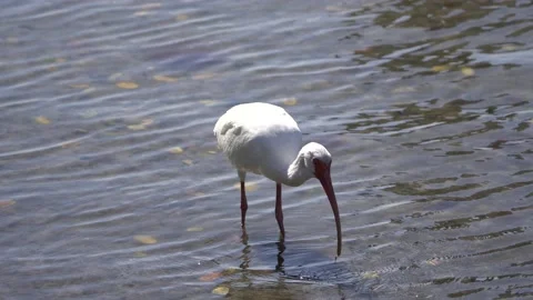 Ibis 스톡 동영상 170723746