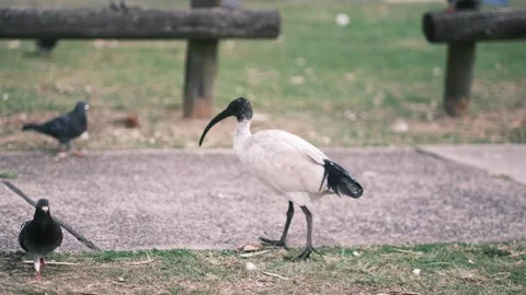 IBIS Stock Footage 249739385