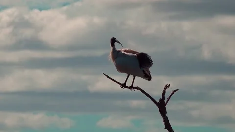 Ibis Stock Footage 282780885