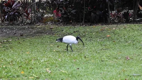 Ibis foraging in the grass Stock Footage 76562510