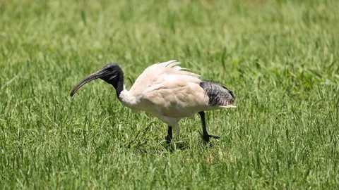Ibis Foraging in Grassy Field Vídeo Stock 280223892