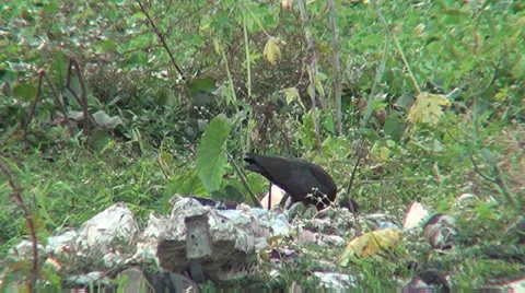 IBIS-GLOSSY IN GARBAGE FEEDING ON A RIVER BANK Stock Footage 37534731