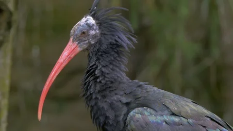 Ibis grooming itself (Close up) Video stock 114594822