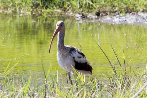 Ibis in the lake Stock Photos