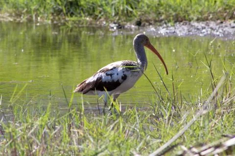Ibis in the lake Stock Photos