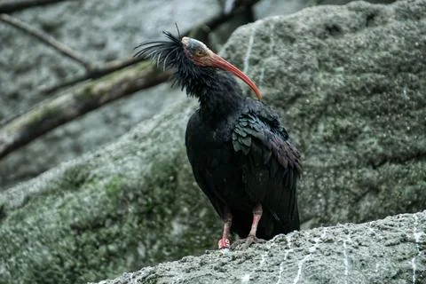 Ibis perching on a rock Stock-Fotos