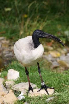 Ibis Stock Photos