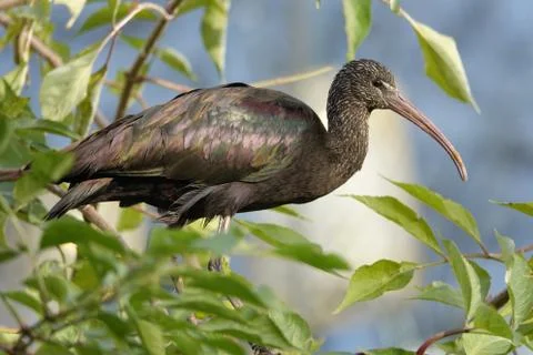 Ibis. Stock Photos
