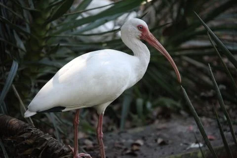 Ibis Stock Photos