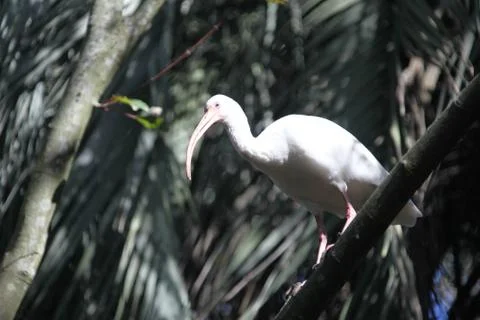 Ibis Stock Photos