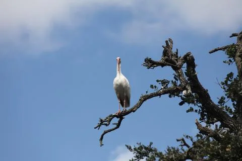 Ibis Stock Photos