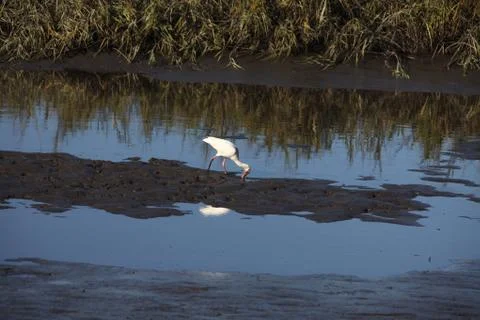 Ibis Stock Photos