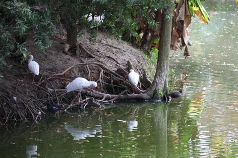 Ibis Stock Photos