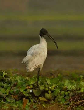 Ibis Stock Photos