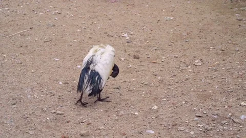 Ibis Preening Feathers in Natural Environment 4K Stock Footage 336764903