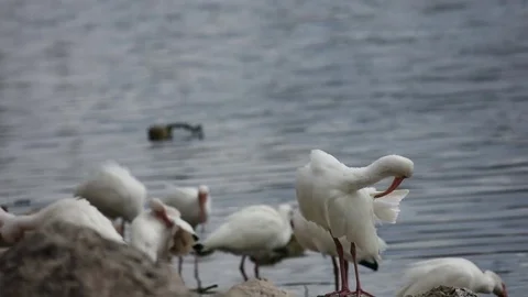 Ibis Preening By Lake Stock Footage 76757650