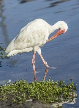 Ibis preens itself. Stock Photos