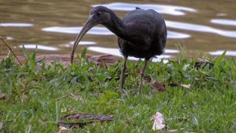 Ibis-preto Black Ibis at a time of searching for food on the river bank Stock Photos