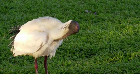 Ibis Pruning Stockbeeldmateriaal 168387579