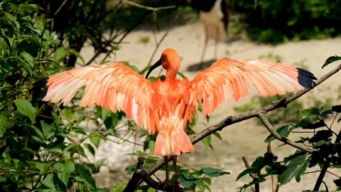 Ibis red bird Video stock 270817148
