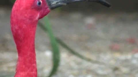 Ibis, red bird looking around close up Stock Footage 66689337