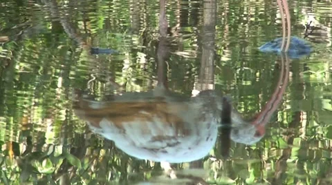 Ibis reflected in water, Florida Keys Stock Footage 8577433