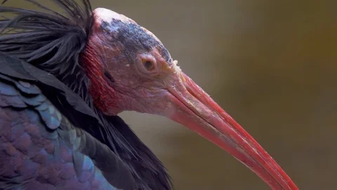 Ibis relaxing (Close up) Video stock 114641109