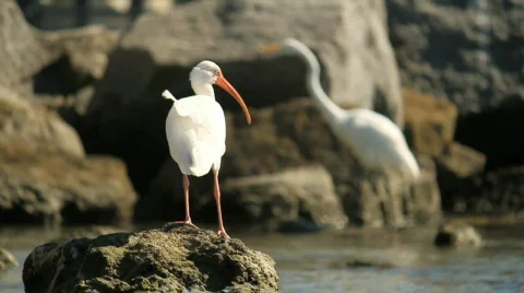Ibis Rock Stock Footage 610426