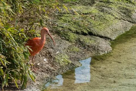 Ibis Rosso Stock Photos