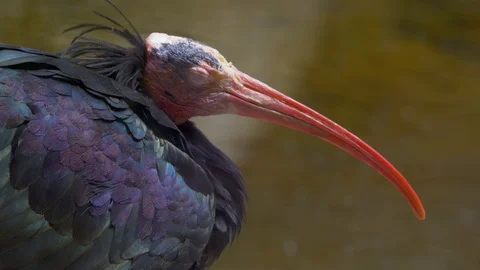 Ibis sleeping by water (Close up) Stock Footage 114600444