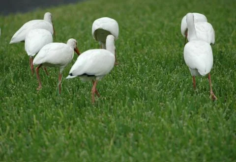 Ibis Squad Stock Photos