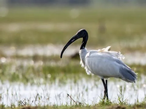 The ibis is standing on one leg on a patch of grass, Stock Photos