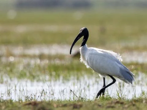 The ibis is standing on one leg on a patch of grass, Stock Photos
