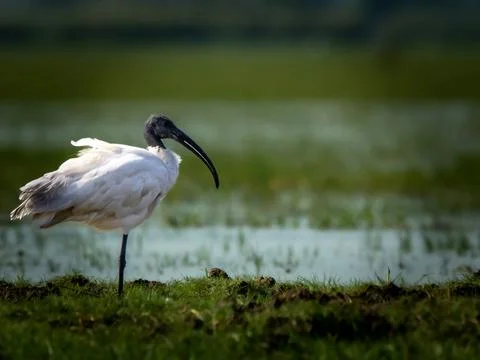 The ibis is standing on one leg on a patch of grass, Stock Photos