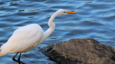 Ibis Stretching Neck Stock Footage 36150009