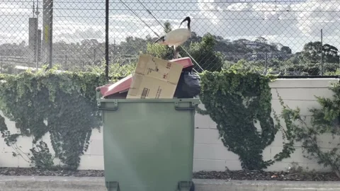 Ibis on top of bin Stock Footage 151801414