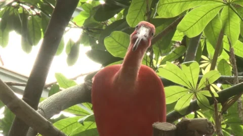 Ibis on a tree Stock Footage 52816513