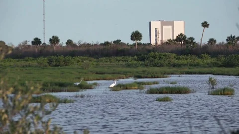 Ibis with VAB in BG 動画素材 77410374