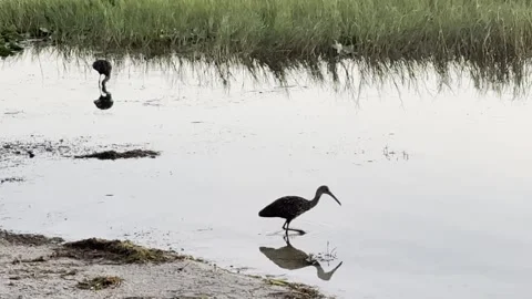 Ibis wading in lake at dawn Stock Footage 339728600