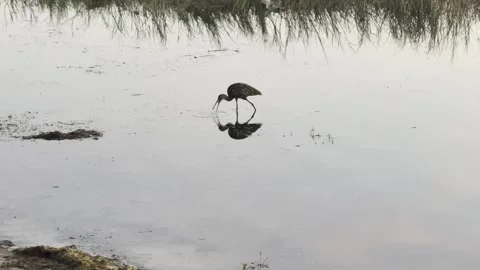 Ibis wading in lake at dawn Stock Footage 339728612