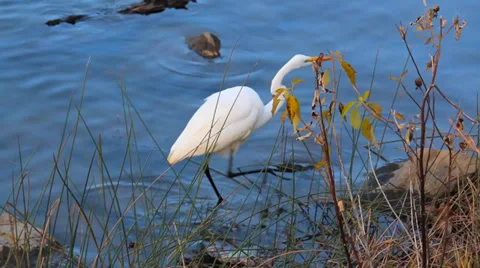 Ibis Wading in Water Stock Footage 36150005