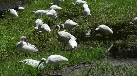 Ibis walking on green grass Stock Footage 12322905