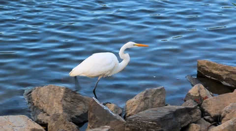Ibis Walking on the Rocks Stock Footage 36019917