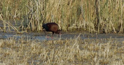 Ibis, White-faced drills for intertebrates in marsh, 4k Stock Footage 253337106